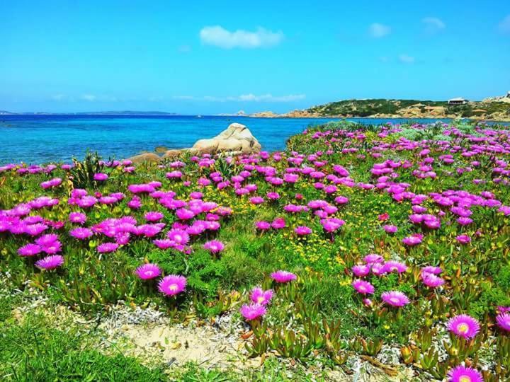 Sweet Home La Maddalena لا ماداّلينا المظهر الخارجي الصورة